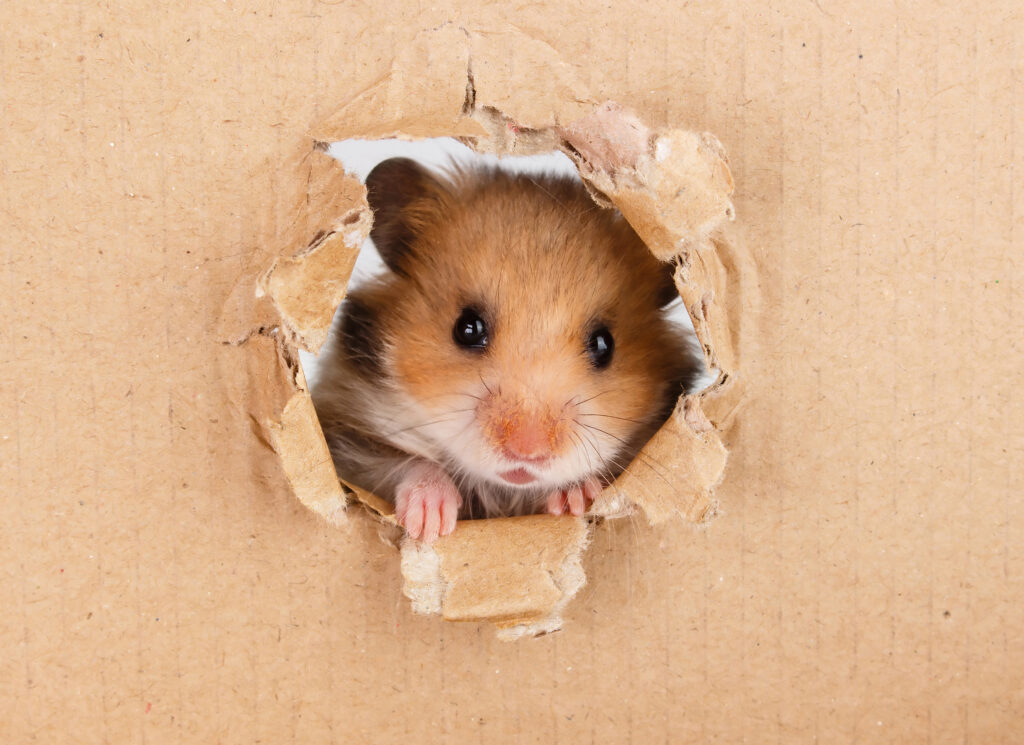 hamster, location, location-hamster, carton